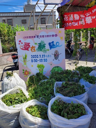 南華芋見愛 愛在蔓延清除小花蔓澤蘭活動，共清除130公斤。
